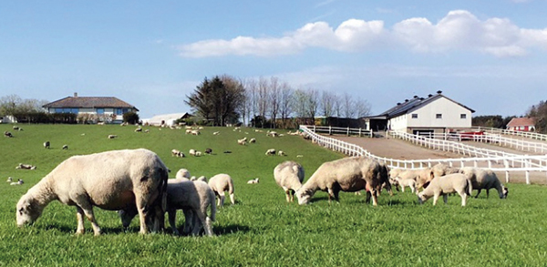 Bigger Lambs, Without Drugs & Drudgery